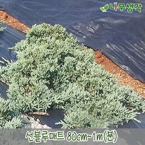 착한가격나무생각 블루매트(선) 80cm~1m(분), 주