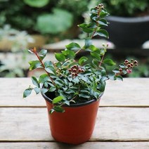 미니백일홍 x 10포트 생울타리 노지월동 야생화 나무 묘목 봄꽃 여름꽃 화분 다년생 실내 화초 키우기