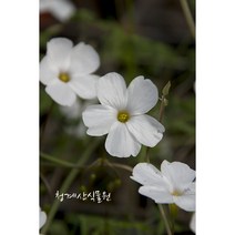 [청계산식물원] 꽃대 스텔라타 사랑초 / 사진촬영 2023년 9월 2일, 1개