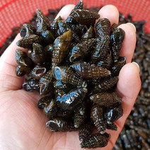 자연나라 국내산 생물 다슬기 1kg, 1개