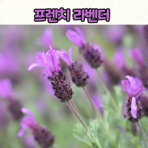 프렌치 라벤더 퍼플(15cm 화분) 중품 보라색 라벤더 모종