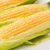 제주 한림 초당옥수수 상품10개 14cm-17cm, 없음