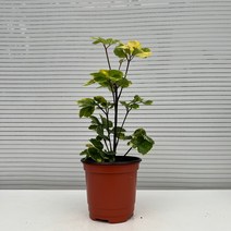 [다은꽃농원]둥글둥글 귀여운 잎 파비안 폴리셔스 키우기쉬운 실내공기정화식물 인테리어