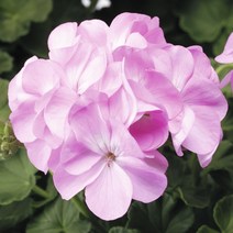 제라늄 핀토프리미엄 시리즈 기본컬러(종자 꽃씨앗 / 10립)Geranium Pinto Premium, 라벤더