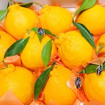제주 최고급 한라봉 프리미엄 선물세트 3kg 5kg, 한라봉 선물용 3kg (11~13수)