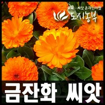 꽃씨앗 메리골드 마리골드(금잔화)(500립) 씨앗 종자 원예 도시농부