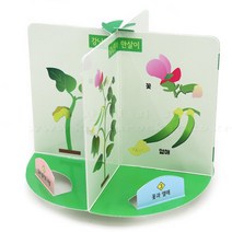 초4 식물 회전 강남콩 한살이 성장 관찰 학습지 4인 과학교구 홈스클링 실험용키트