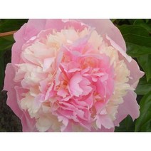 야생화피어나라플라워 겹 작약 뿌리(엔젤 칙스)