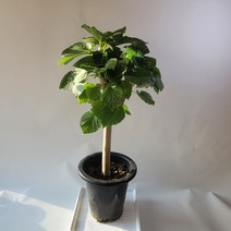 실내공기정화식물 휘커스움베르타 중대품 산소탱크 65-90cm 249