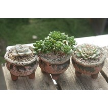 다육3종셋트(먼로 스피치 마르쉘)