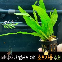 [미초] 초보자용 미크로소리움 포트수초 1개/ 활착수초 / 초보 수초 / 구피 수초