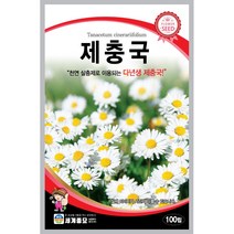 세계 제충국 씨앗 다년생 아스타 달마시안 살충제 국화과 봄 여름 가을 꽃씨 종자, 겹꽃 봉선화
