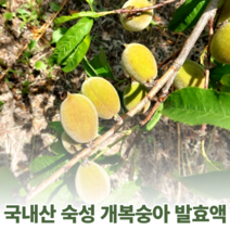 국산 강원도 토종 개복숭아 액기스 엑기스 돌복숭아 진액 발효액 숙성액 원액 절임 효소 즙 복숭아청 750ml, 1개