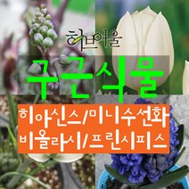 허브여울 구근식물 모음(히아신스/미니수선화/프린시피스(알부카)/비올라시) 지름 9cm 소품화분, 비올라시(소품)