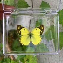 교육용 천연 진짜 나비 표본 희귀하고 절묘한 표본 투명 박스 혼합 나비 컬렉션, 15 A15
