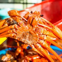 자연맛남 속초 붉은대게 자숙 홍게 크기별 2kg/3kg, 07.홍게 3kg 9미내외(프리미엄)