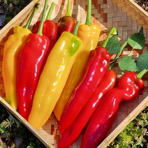 국내산 아삭아삭 롱스위트 파프리카 1kg 바나나 파프리카, 국내산 롱스위트 파프리카 1kg