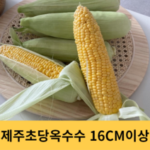 제주 제주도 초당 옥수수 100%환불 16cm 특상품, 특상품 10개(개당 16CM 이상)