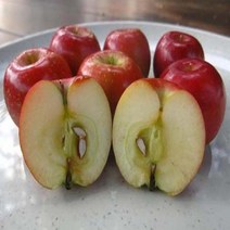 묘목 미니사과(오토매) (접목1년) 2주 W0155