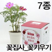 꽃집사 꽃키우기 7종 / 새싹기르기 모종키우기 씨앗 꽃 재배, 메리골드