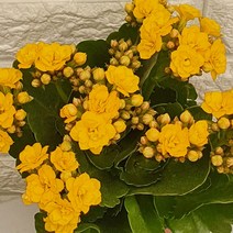 칼란디바 노랑6 - 겹카랑코에