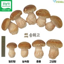 무농약 송화버섯 송고버섯 송화고버섯 송이표고 고기 향표고 버섯 송화고원 1kg, 실속형(2kg)