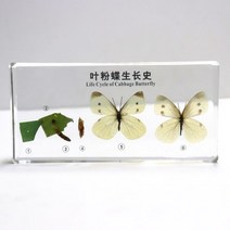 과학실험교구-배추흰나비 한살이 표본 RTS