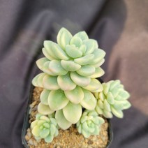 [메카다육]036-0417 라울금(다육금) 화분포함 다육식물