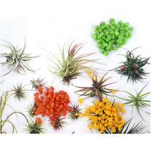 천연 인테리어 자갈 백자갈 흑자갈 옥자갈 칼라스톤 색모래 삼색자갈 오색자갈 화산석, 칼라스톤(연두)(1.5kg)