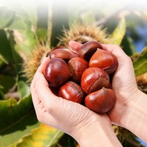 국산 약단밤 공주 정안 밤 알밤 약밤 햇밤 1kg 2kg 4kg, 2.대 사이즈 1kg