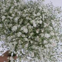 안개꽃 / 고속터미널꽃시장 꽃도매 계절꽃 서리풀플라워