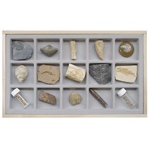 지질시대 화석표본 15종 (표준화석 시상화석) 교육용 화석관찰표본 (KSIC-5344)