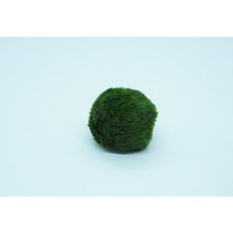 [하비아쿠아] 모스볼 1+1, 1개