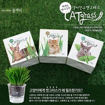 아시아종묘 투명화분_냥이친구캣그라스 (귀리), 귀리, 1세트
