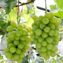 샤인머스켓나무/3년생(결실주)묘목/F0264, 1개