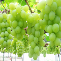 착한가격 나무생각/청포도/샤인머스켓/삽목4년/결실주, 주