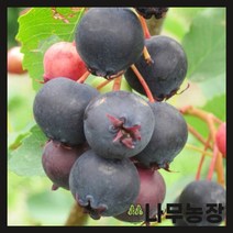 (나무농장) 준베리 발레리나 삽목2년 포트, 1개