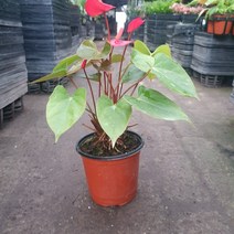 꽃백화점 안스리움 레드 소중품 20~30cm 79, 1개