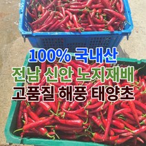 전남 신안 고추 건고추 햇고추 태양초고추 마른고추 5근 10근 3kg 6kg, 100%태양초고추_3kg