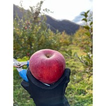 (22년 수확)양구 두타연 고냉지 꿀사과 부사 5kg 10kg 껍질째 먹는 사과 부사 시나노 스위트 농장직송 가정용 선물용, 흠과10KG