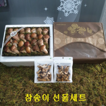 인생버섯 곡성 참송이버섯 500g/1kg (2시전주문 내일도착/국내산 친환경 산지직송), 1박스, 참송이 선물세트