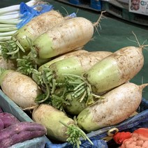 원동FS 국내산 고랭지 무 1개(1.5-2kg), 1개