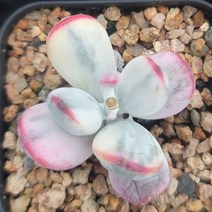 방울복랑금(랜덤발송)9, 1개