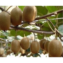 키위 상품 45과내외/ 5kg /피부미용 뱃살관리/피로회복 /국산 그린키위 /효소농법 /365일, 50과, 5키로