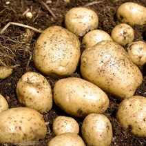감자 수확중 수미햇감자 맛있는 감자 5kg 10kg, 【햇수미감자】5kg(특/대/찜/반찬 110~150g)