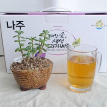 해마을 나주배사랑 도라지나주배즙, 120ml x 50개