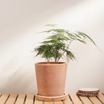 써니사이드플랜트 실내공기정화 식물 아스파라거스 나누스 토분 세트, 1개