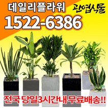 개업축하화분배달 개업식 인테리어식물 집들이 선물 금전수 스투키 산세베리아 만냥금 뱅갈고무나무 떡갈나무 알로카시아 소철 극락조 파키라 거실화분 실내화초, (선택56)마리안느