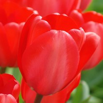 우리화훼종묘 튤립구근-레드 임프레션, 5개