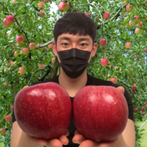탐란다 17Brix 고당도 안동 부사 보조개 못난이 사과 5kg 10kg, 가정용 10kg 소과